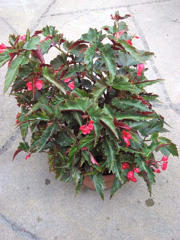 B. ‘Confederate Pride’